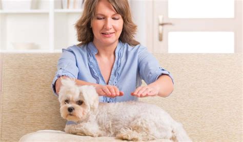 Holistic Dog Care 101: The Ultimate Evidence-based Guide