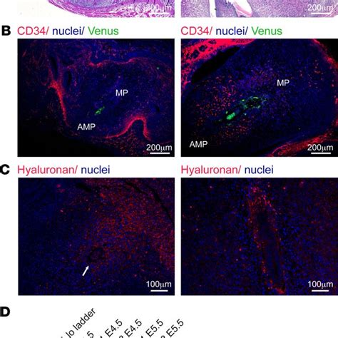 Hyaluronan Deposition And Vascular Remodeling In The Implantation Site