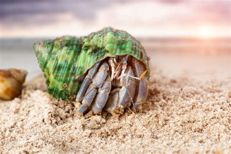 Hermit Crab On Beach Atelier Yuwa Ciao Jp