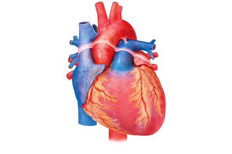 Heart Anterior Diagram Quizlet