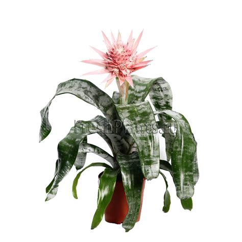 Эхмея полосатая или Фасциата - купить в интернет-магазине FreshPlants ...