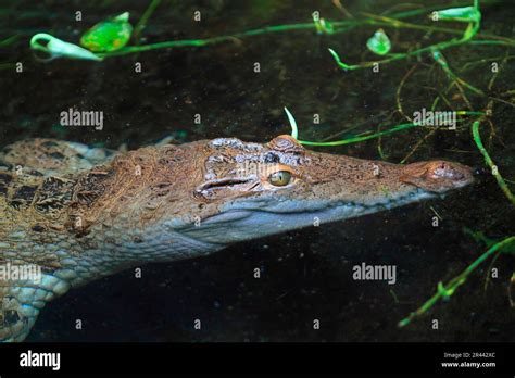 Philippine Crocodile Crocodylus Mindorensis Stock Photo Alamy