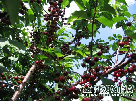 Вишня Ночка, Prunus cerasus Nochka купити, ціна, купити Київ, догляд ...