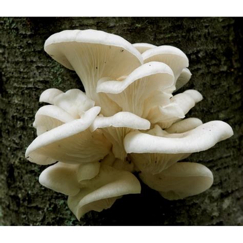 White Oyster Mushroom Mycelium Spores Seeds Pleurotus