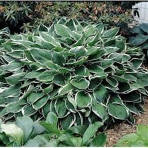 Hosta Crowned Imperial In The Hostas Database