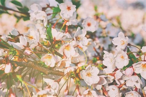 Flores De Cerejeira Ou Sakura Florescem Na Primavera Em Fundo Natural