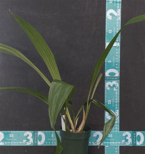 yahoo coryanthes verrucol