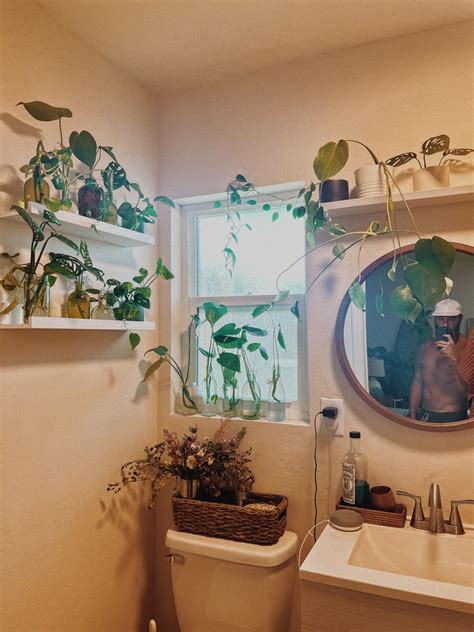 Plants For Bathrooms 5 Trendsetting Plants To Combat Bathroom Odours