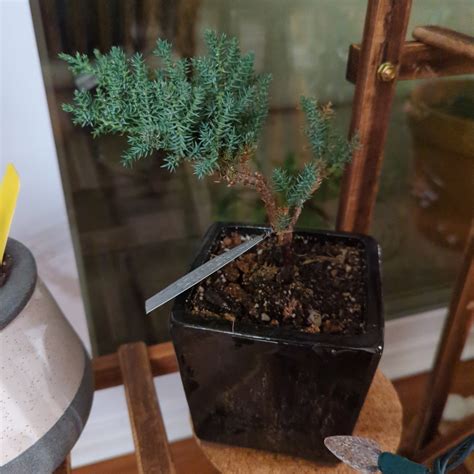 Propagating Japanese Garden Juniper Step By Step Guide