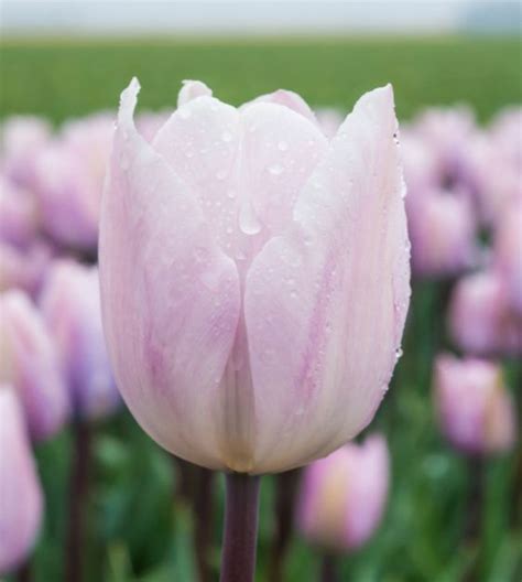 Triumph Tulip Silver Cloud John Scheepers Beauty From Bulbs