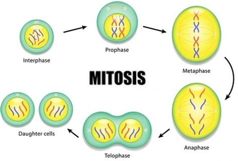 UNIT 4 Part 1 Cell Cycle And Mitosis Flashcards Quizlet