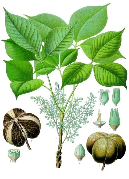 Hevea brasiliensis - Wikipedia