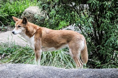 dingo dingo animal images pixabay