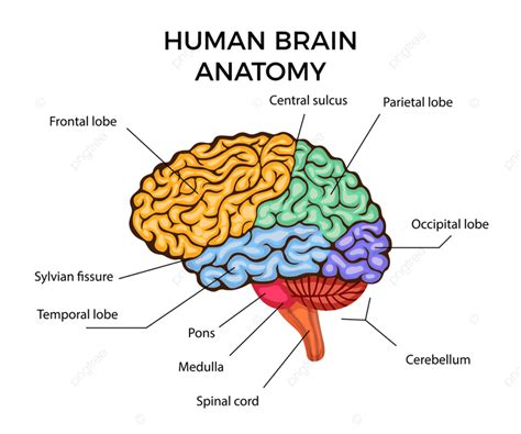 gambar gambar rajah infografik anatomi otak manusia  bahagian