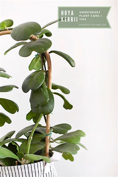 Hoya Kerrii Plant Care Tips Delineate Your Dwelling