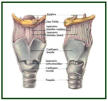 Laringe Faz Parte De Qual Sistema - Laringe Sistema Respiratorio | ¿Qué es la LARINGE? – YZZGL