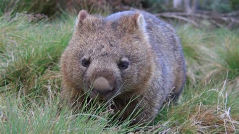 Video Of Adorable Wombat Playing With Mom Is Making Everybody Smile