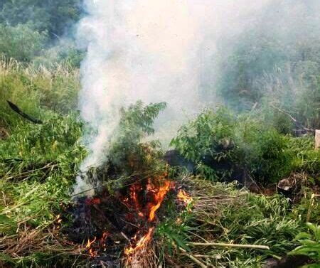 Destruyen E Incineran Marihuana Nacionales ABC Color