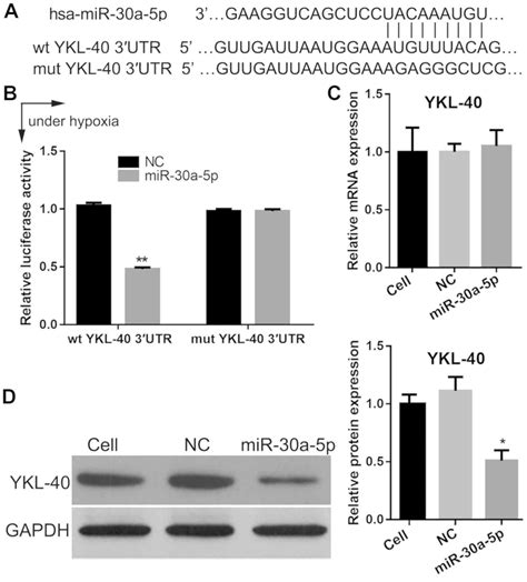 Microrna A P Promotes Proliferation And Inhibits Apoptosis Of Human