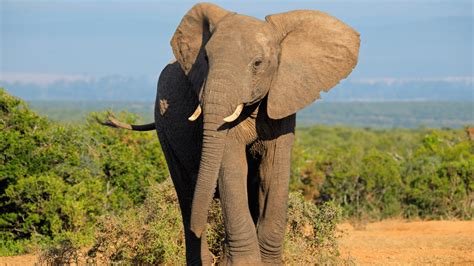 Qual é O Maior Animal Terrestre Do Mundo - 6