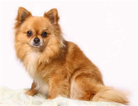 Груминг длинношерстной чихуахуа: стрижка, купание, уход за шерстью ...