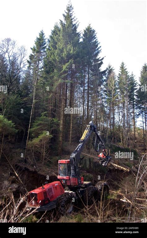 Modern Felling Of Pine Timber Logging In Norwegian Forests Stock