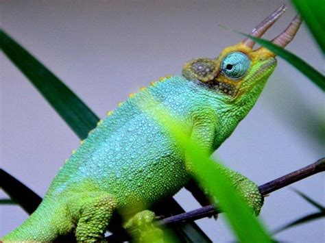 Хамелеон: где живет, сколько стоит, йеменский и ещё 19 видов, уход