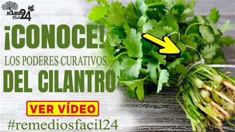 🔴 Para Que Sirve El Cilantro Y Sus Usos Pocos Conocidos Beneficio Del