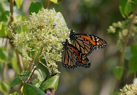 El cambio climático está afectando a las poblaciones de mariposas