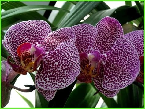 Теплица для орхидей своими руками - Всё про теплицы