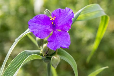 Spiderwort: Plant Care & Growing Guide