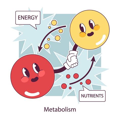 Endocrino Sistema Función Celular Metabolismo Bioquímico Reacción