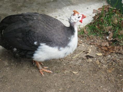 Very Unusual Chick Guinea Chicken Hybrid Page 11