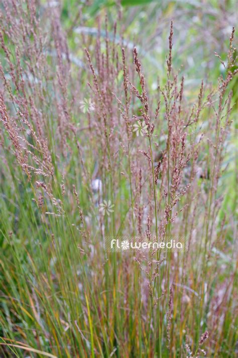 Molinia Caerulea Ssp Arundinacea Purple Moor Grass 104220 Flowermedia