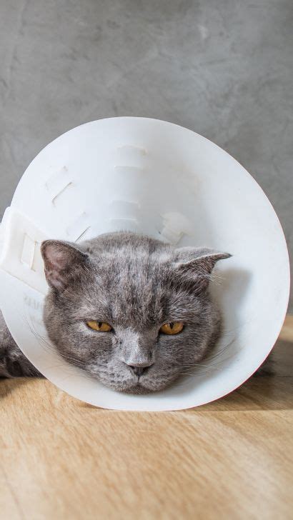 How Long To Keep Cone On Cat After Spay Duration And Guidelines For