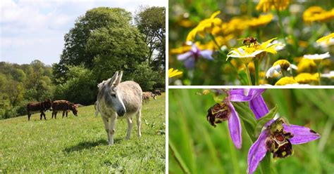 Donkeys host free family fun for Sidmouth Biodiversity Festival