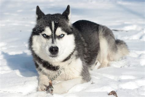 Beautiful Siberian Husky