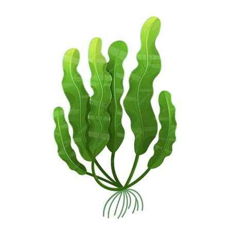 Ламинария морские водоросли добавка к пище векторная иллюстрация ...