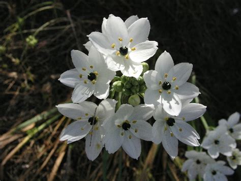 Bach Flower Info - Star of Bethlehem