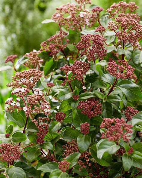 Viburnum Tinus Lisarose Pbr Laurustinus Lisarose Shrubs Rhs Gardening