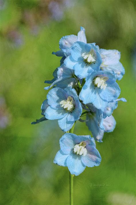 Blue Delphinium Flower