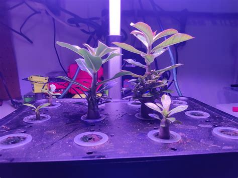 Hydroponic growth differences : r/Adenium