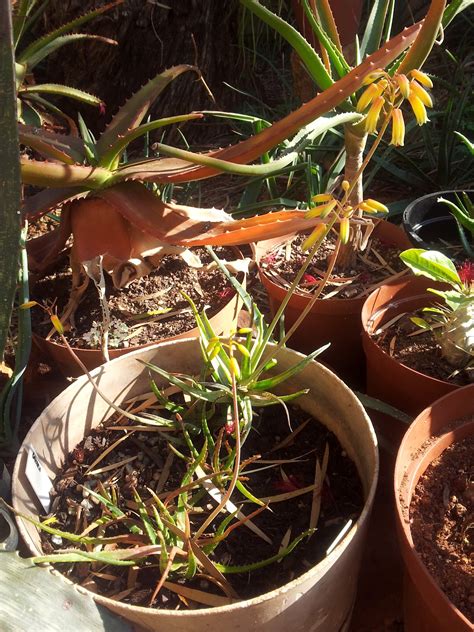 Jean's Aloes: Flowering Aloes in My Garden Part 1