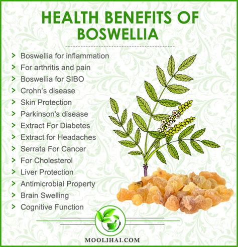 Boswellia: What It Is, Benefits, Uses, Dosage, & Side Effects | Moolihai