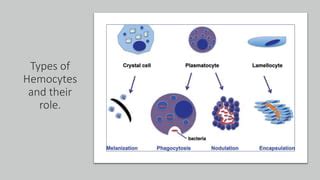 Mechanisms of innate immunity in invertebrates (hemocytes) | PPT