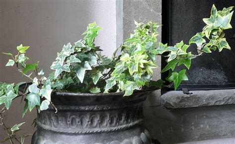 Common Ivy Hedera Helix English Ivy Guide Our House Plants