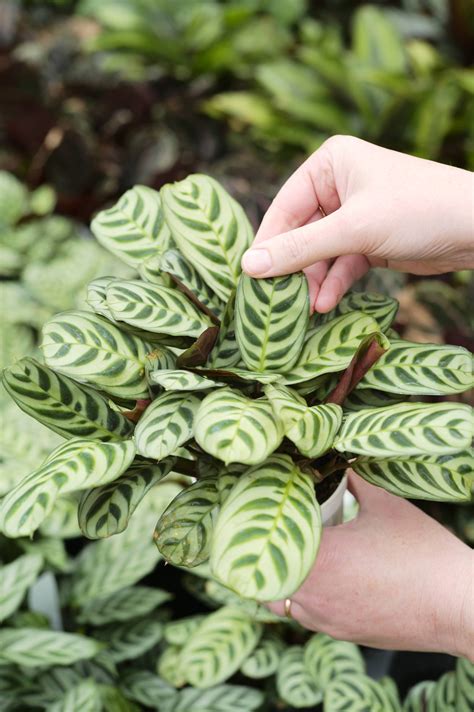 Ctenanthe burle-marxii - Tonkadale