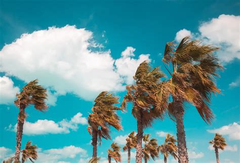 cost of a palm tree 7