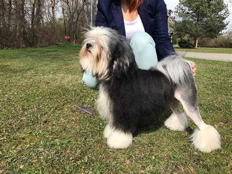 C.I.B. MultiCh. Agate Noblesa Aura