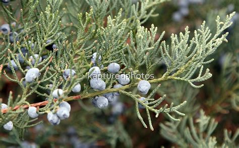 "Juniper Bush and Berries" by kapturedphotos | Redbubble